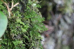 Plancia ëd Hymenophyllum exquisitum