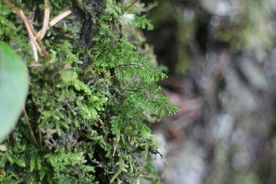 Image of Hymenophyllum exquisitum