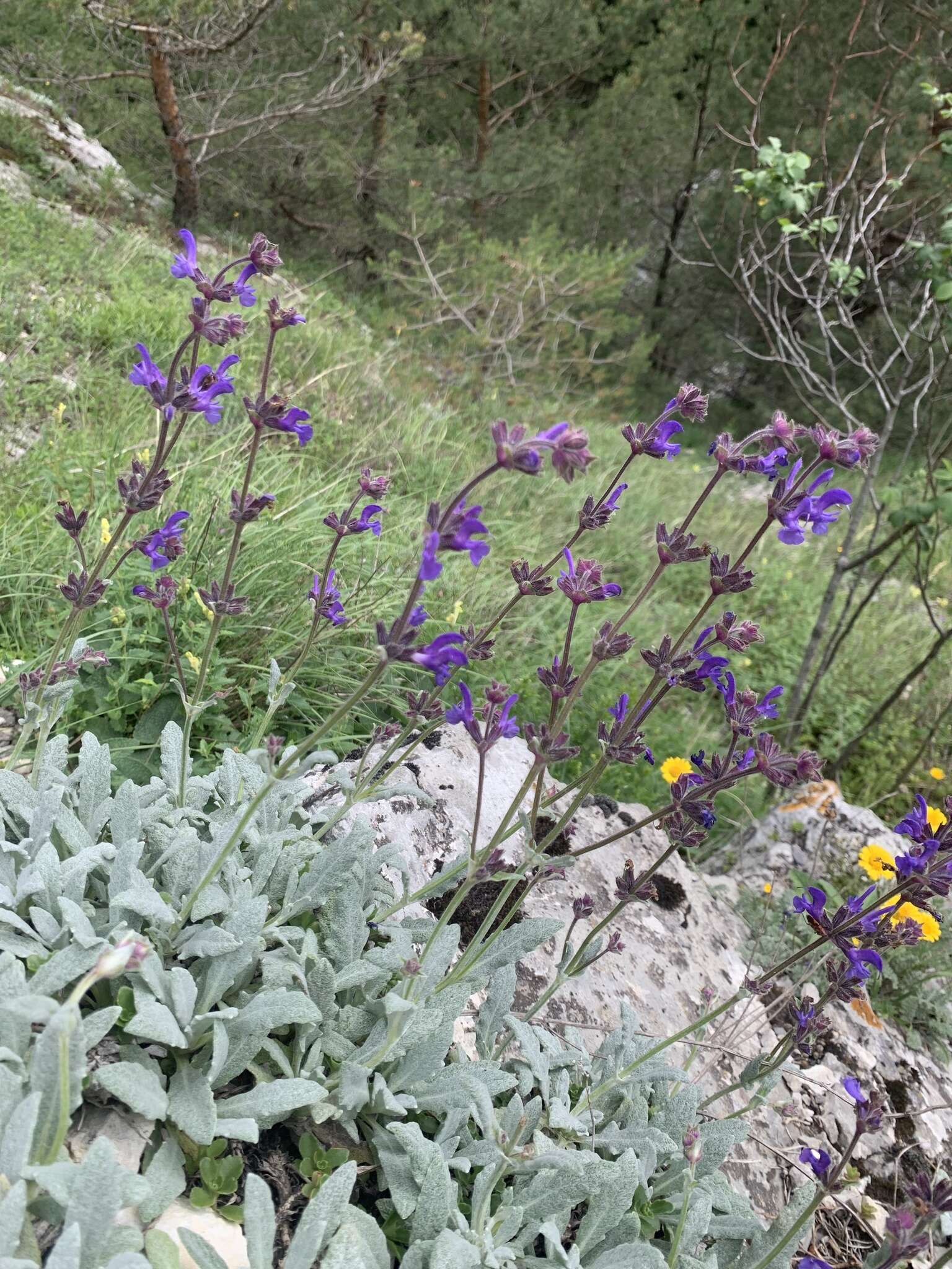 Image of Hoary Salvia