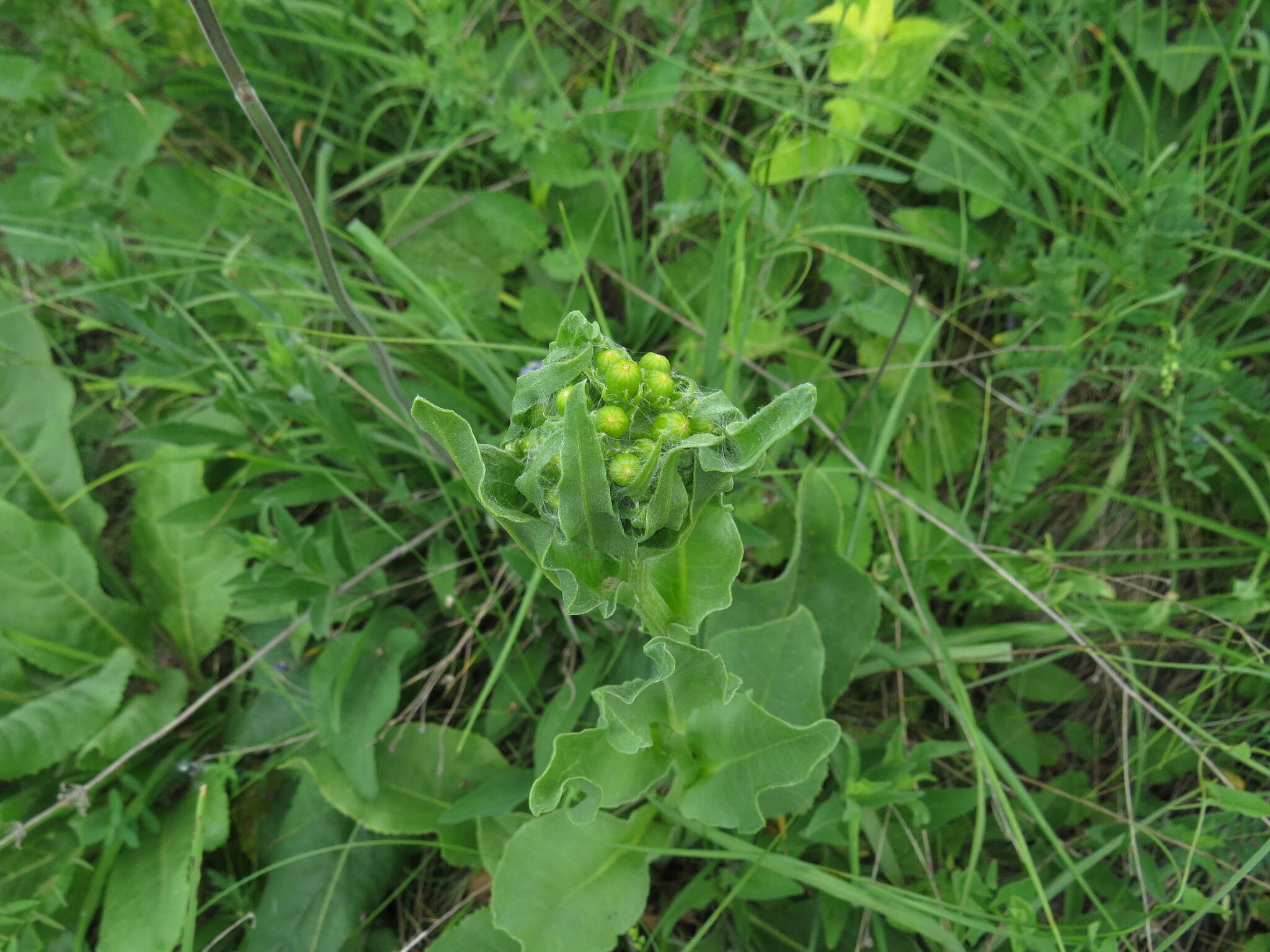 Plancia ëd Senecio doria L.