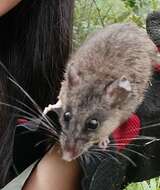 Imagem de Peromyscus mexicanus (Saussure 1860)