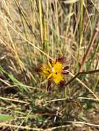 Image of San Luis mariposa lily