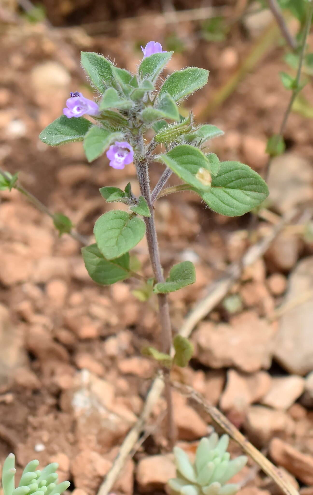 Plancia ëd Clinopodium graveolens subsp. rotundifolium (Pers.) Govaerts