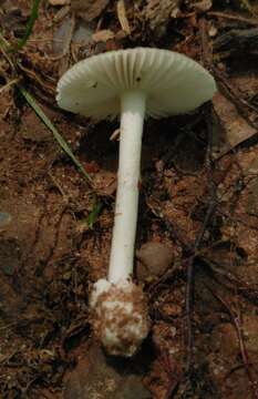 Image of Amanita pachysperma G. F. Atk. 1918