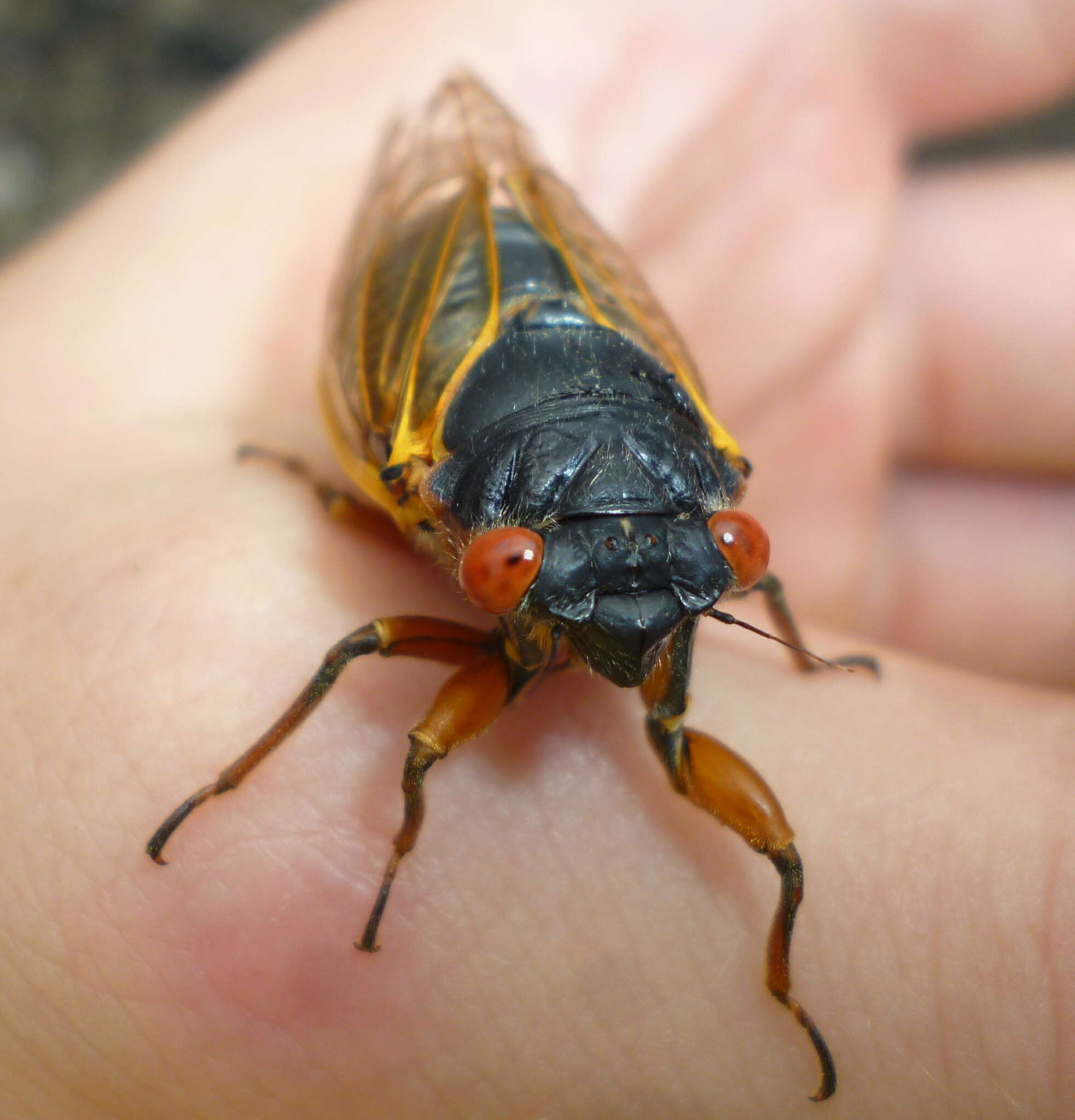 Image of Decim Periodical Cicada