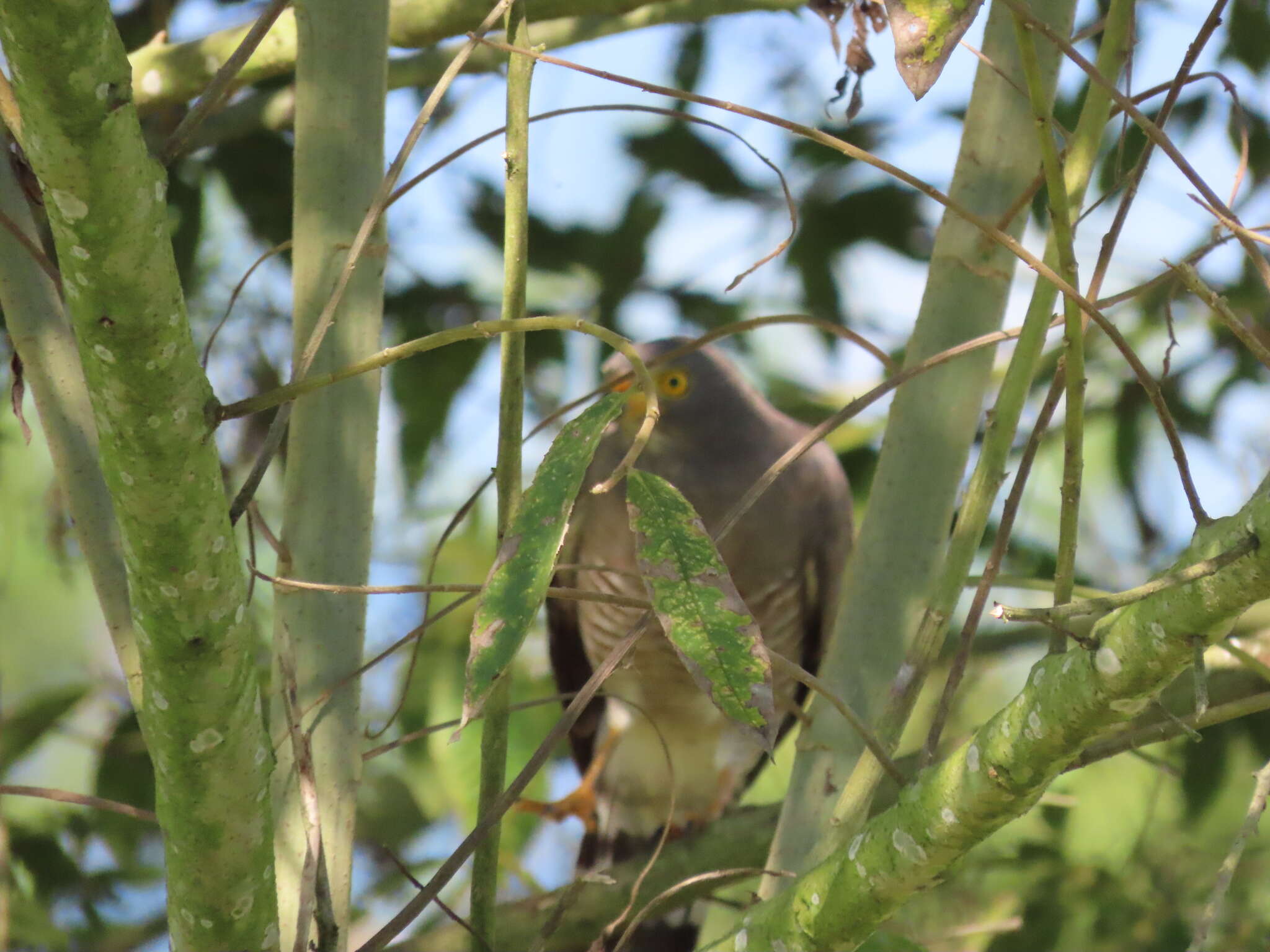 Image of Rupornis magnirostris magnirostris (Gmelin & JF 1788)