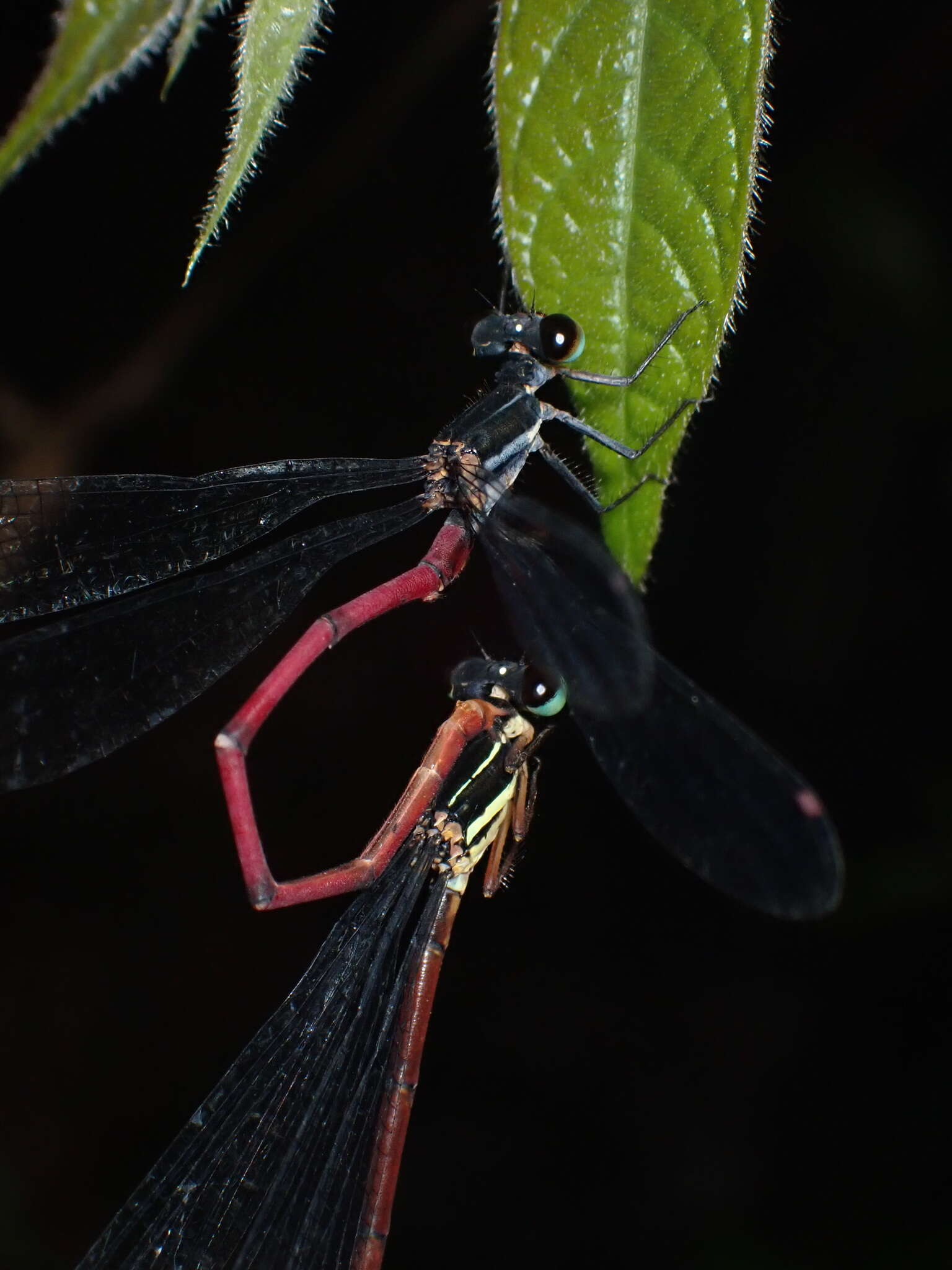 Sivun Calicnemia sinensis Lieftinck 1984 kuva