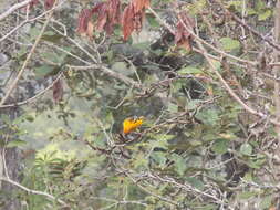 Image de Oriole à dos rayé