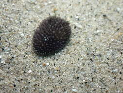 Image of Acanthodoris brunnea MacFarland 1905