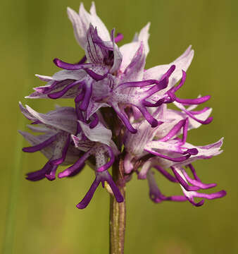 Orchis beyrichii (Rchb. fil.) A. Kern.的圖片