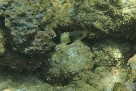 Image of Doublebar goatfish