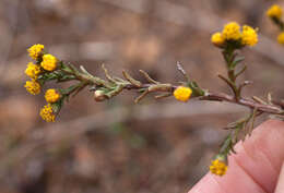 Imagem de Marasmodes polycephalus DC.