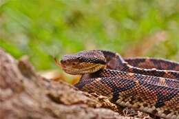 Image of Central American bushmaster