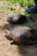 Image of Llanos Sideneck Turtle