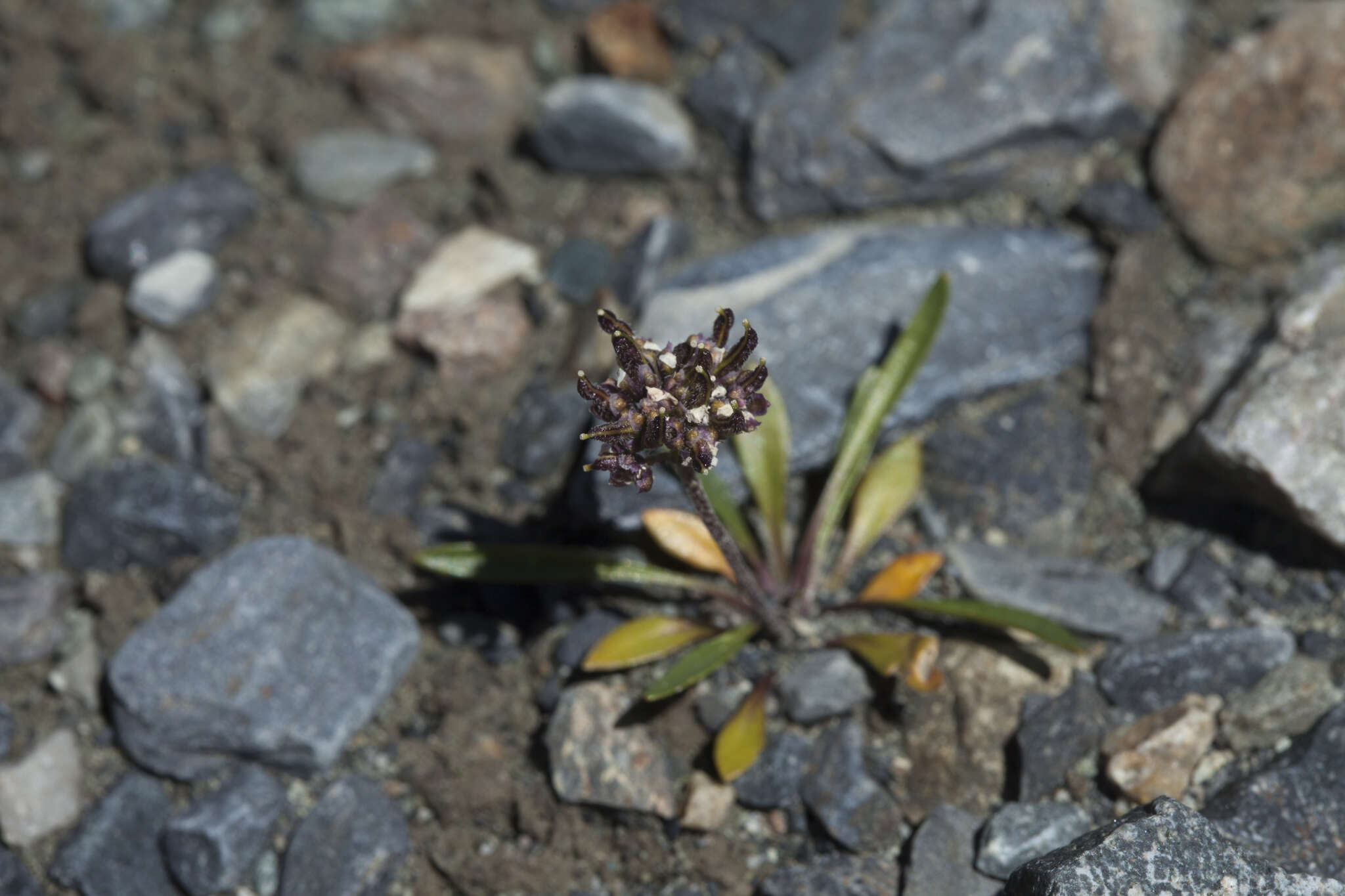 Image of Braya rosea (Turcz.) Bunge