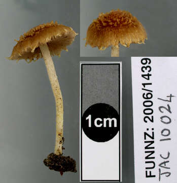 Image of Inocybe scabriuscula E. Horak 1978