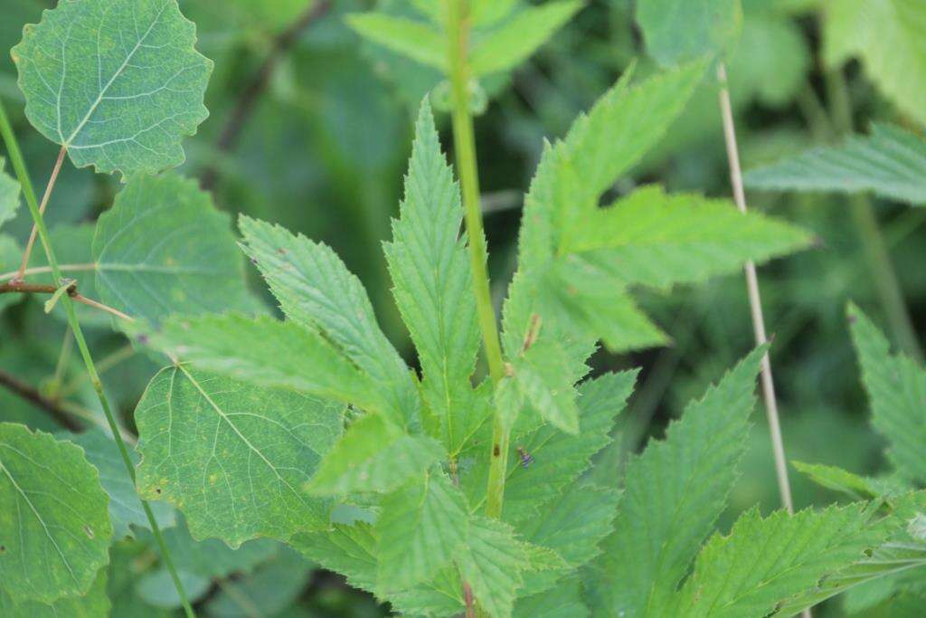 Image de Filipendula ulmaria subsp. denudata (J. & C. Presl) Hayek