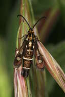 Image of Chamaesphecia maurusia Püngeler 1912