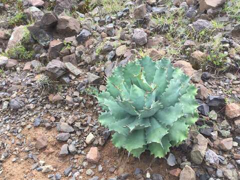 Image of Agave potatorum Zucc.