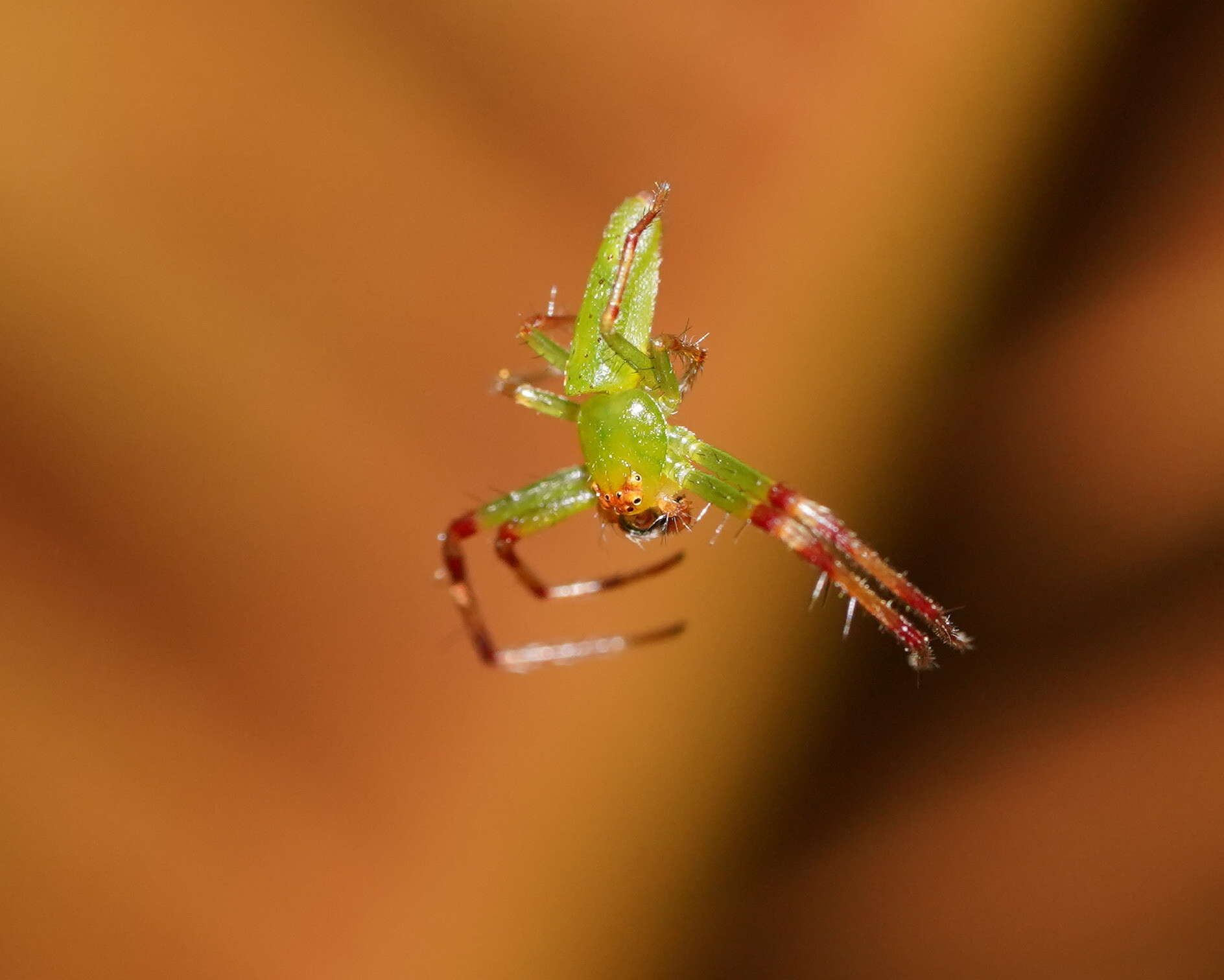 Sivun Cetratus rubropunctatus (Rainbow 1920) kuva