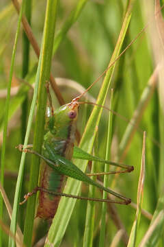 Слика од Conocephalus (Conocephalus) doryphorus (Karny 1907)