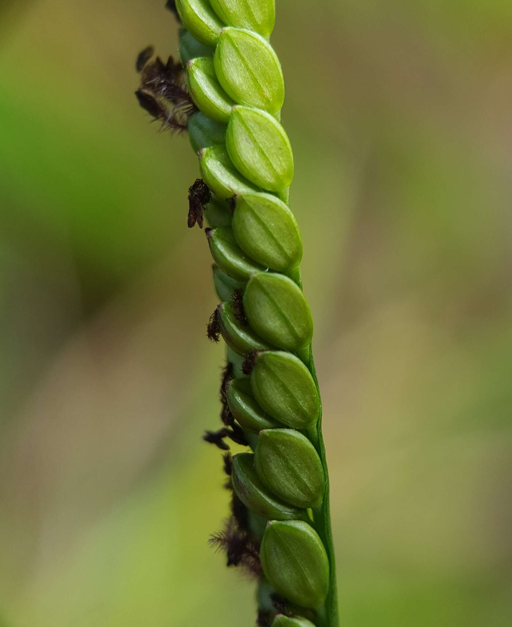 Paspalum mandiocanum Trin.的圖片