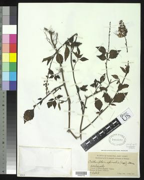 Image of <i>Orthosiphon aristatus</i> (Blume) Miq.