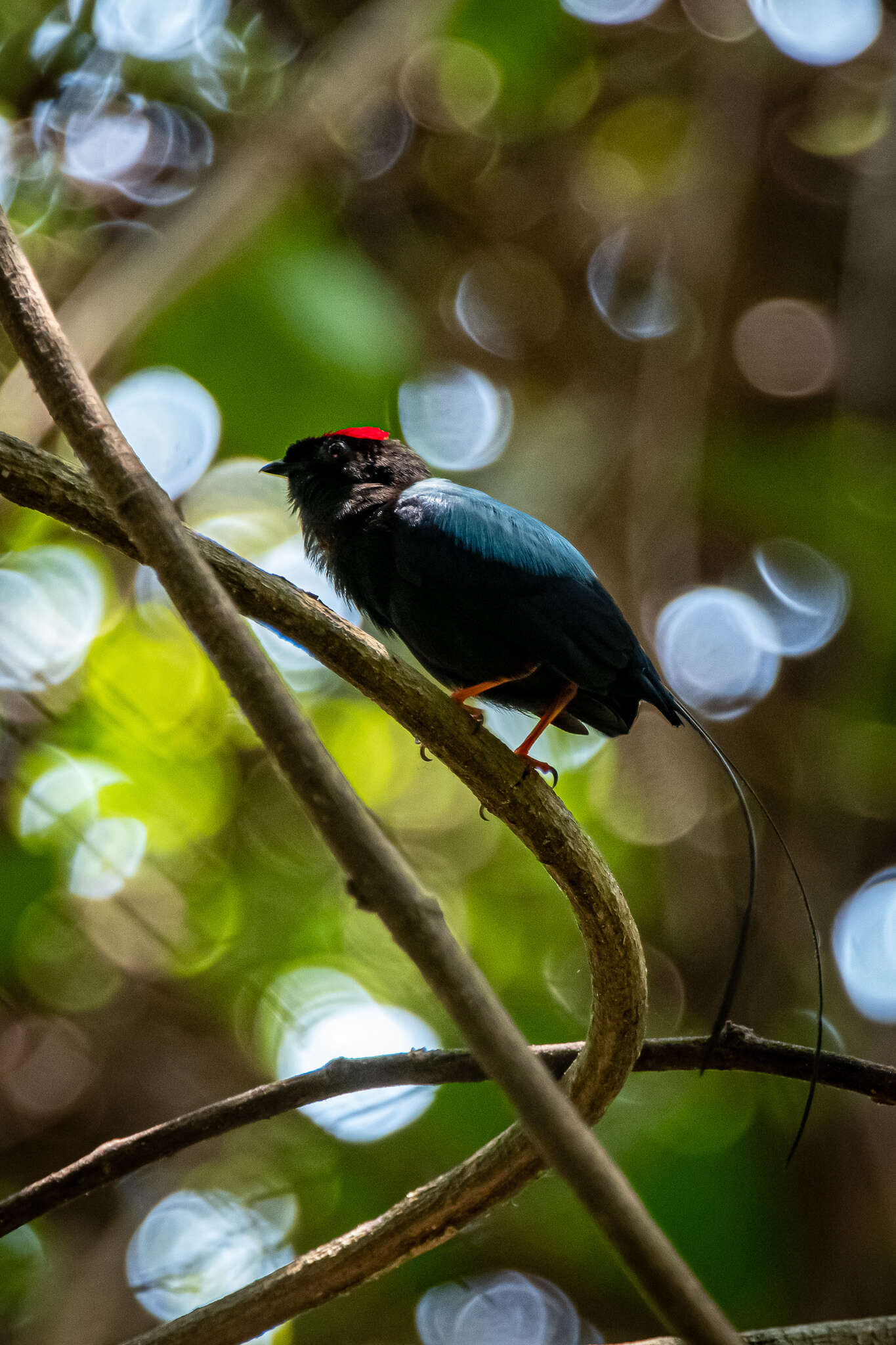 Image of Long-tailed Manakin