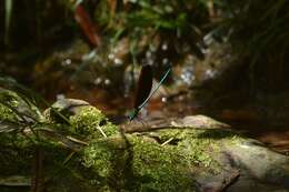 Image of Matrona corephaea Hämäläinen, Yu & Zhang 2011