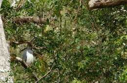 Image of White-bellied Goshawk