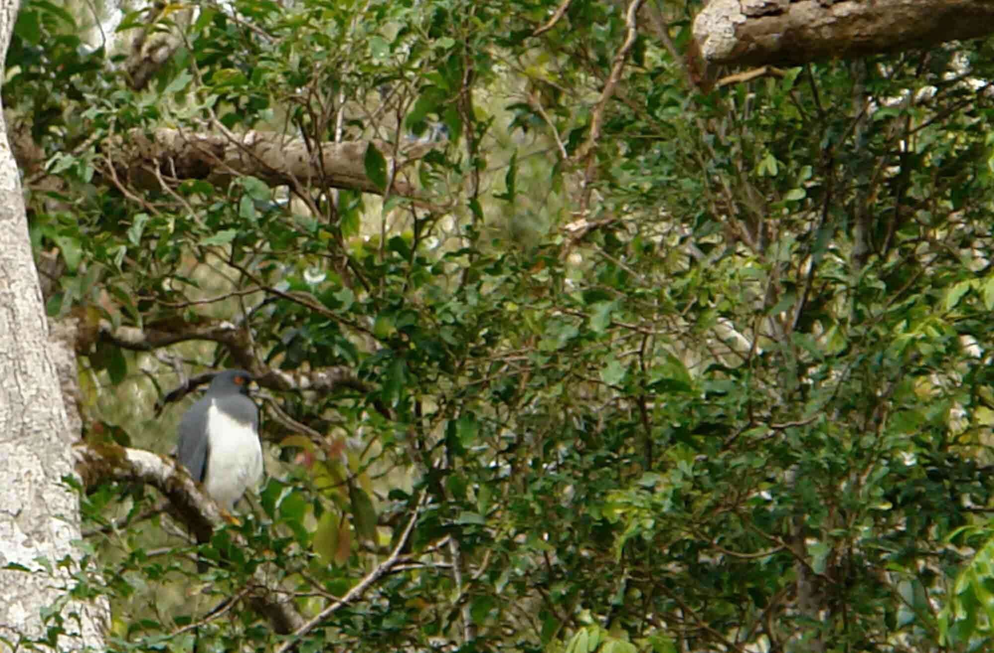 Image of White-bellied Goshawk