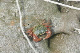 Image of striped shore crab