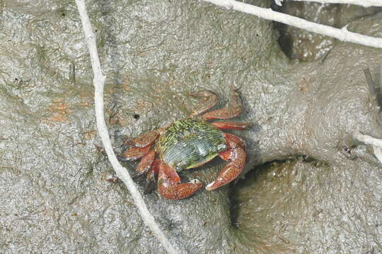 صورة Pachygrapsus crassipes Randall 1840