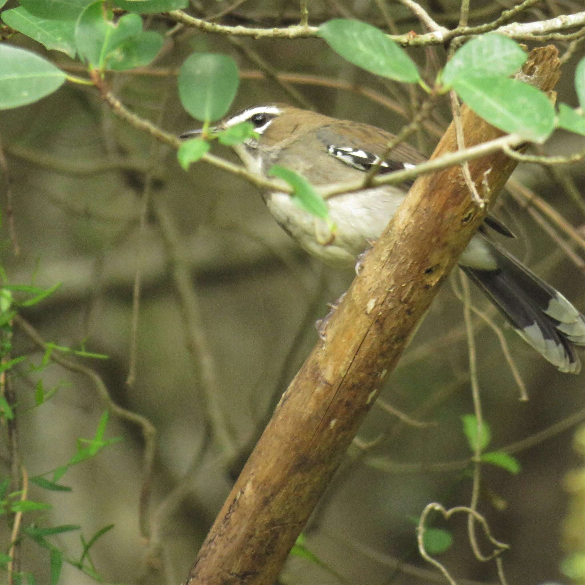 Image of Cercotrichas signata signata (Sundevall 1850)