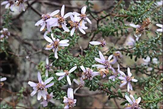 Image of Olearia iodochroa (F. Müll.) F. Müll.