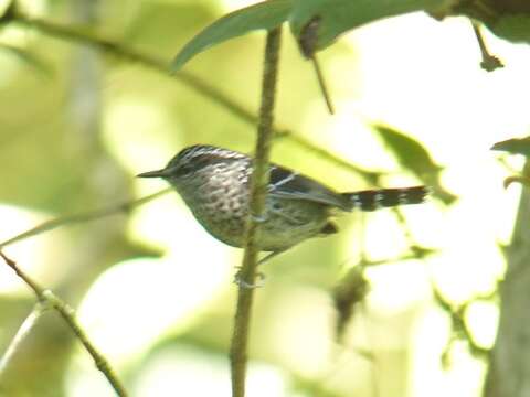 Image of Scaled Antbird