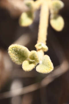 Image of Pseudodictamnus mediterraneus