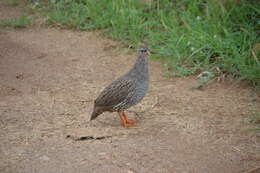 Image of Natal Francolin