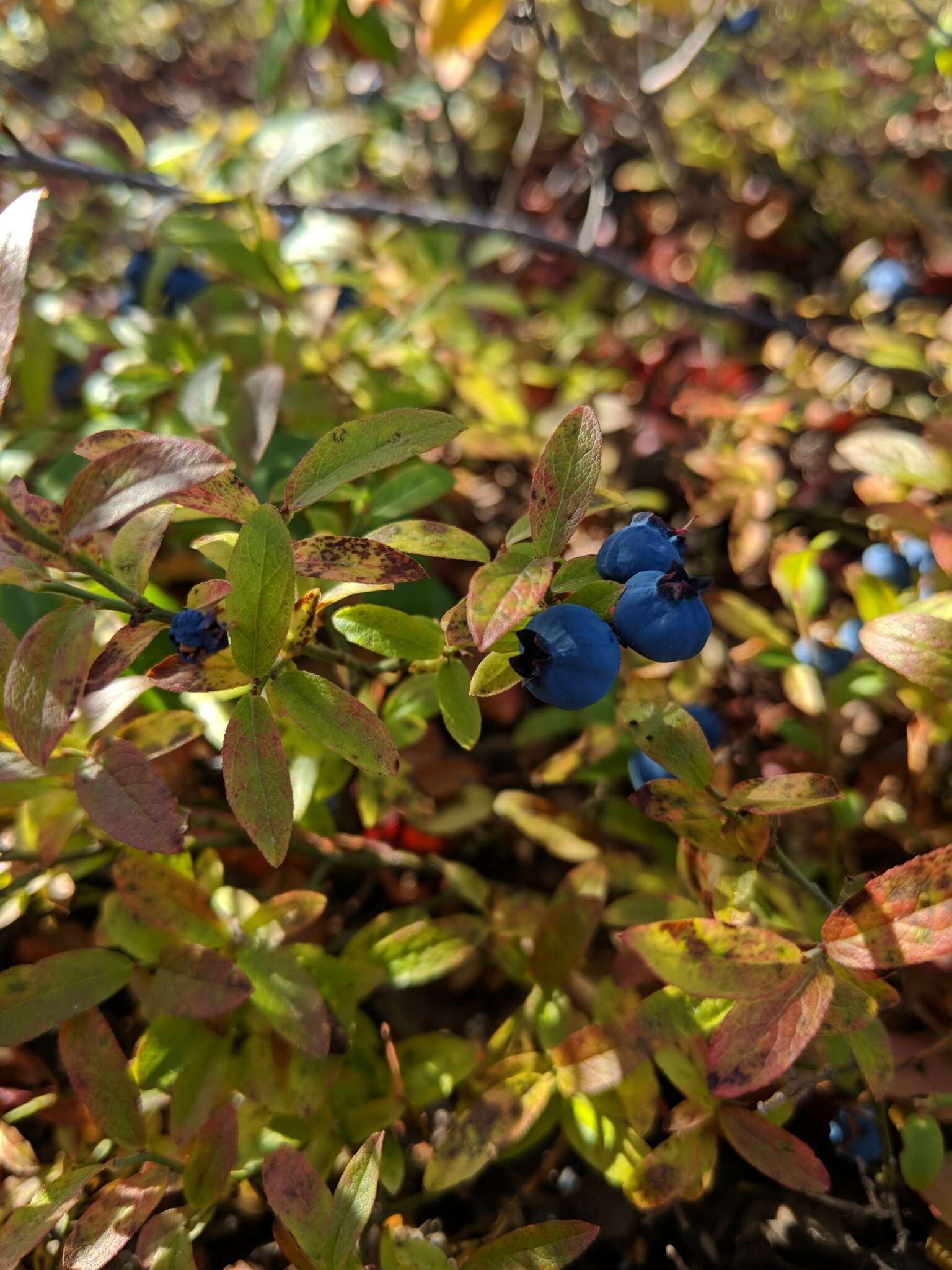 Image of northern blueberry