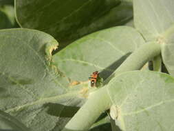 Image of Spilostethus longulus (Dallas & W. S. 1852)