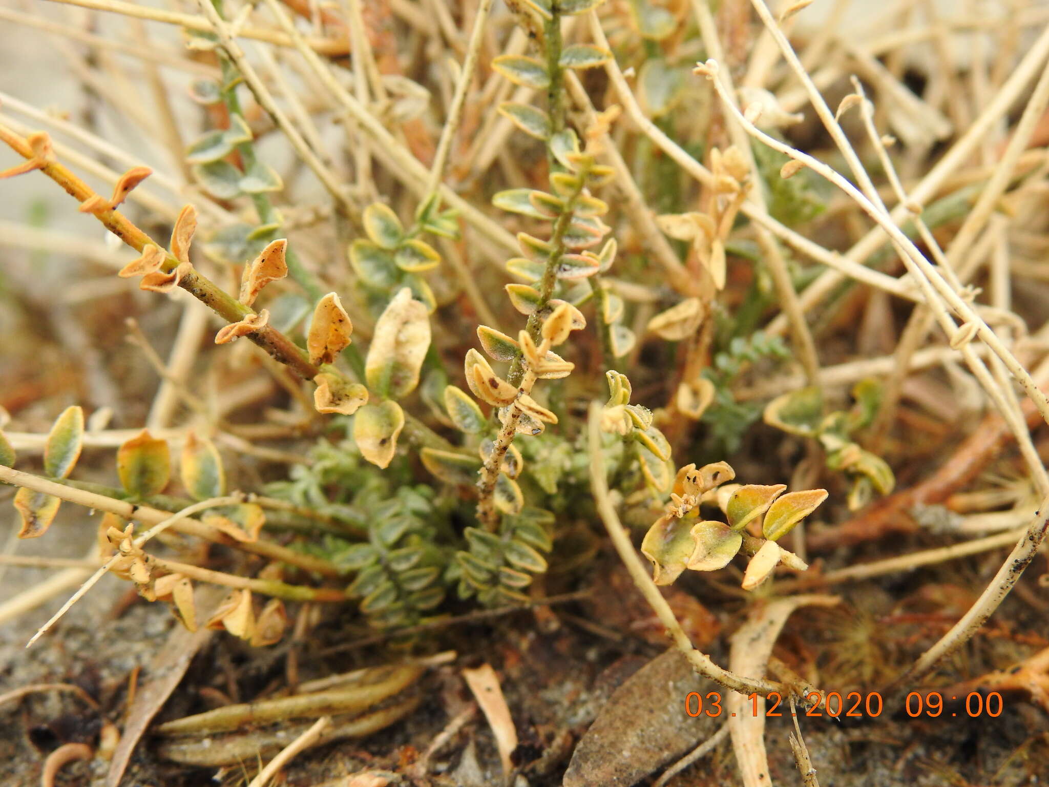 Image of triplerib milkvetch