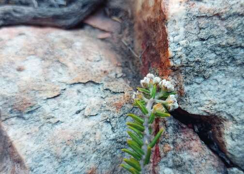 Image of Phylica rogersii Pillans