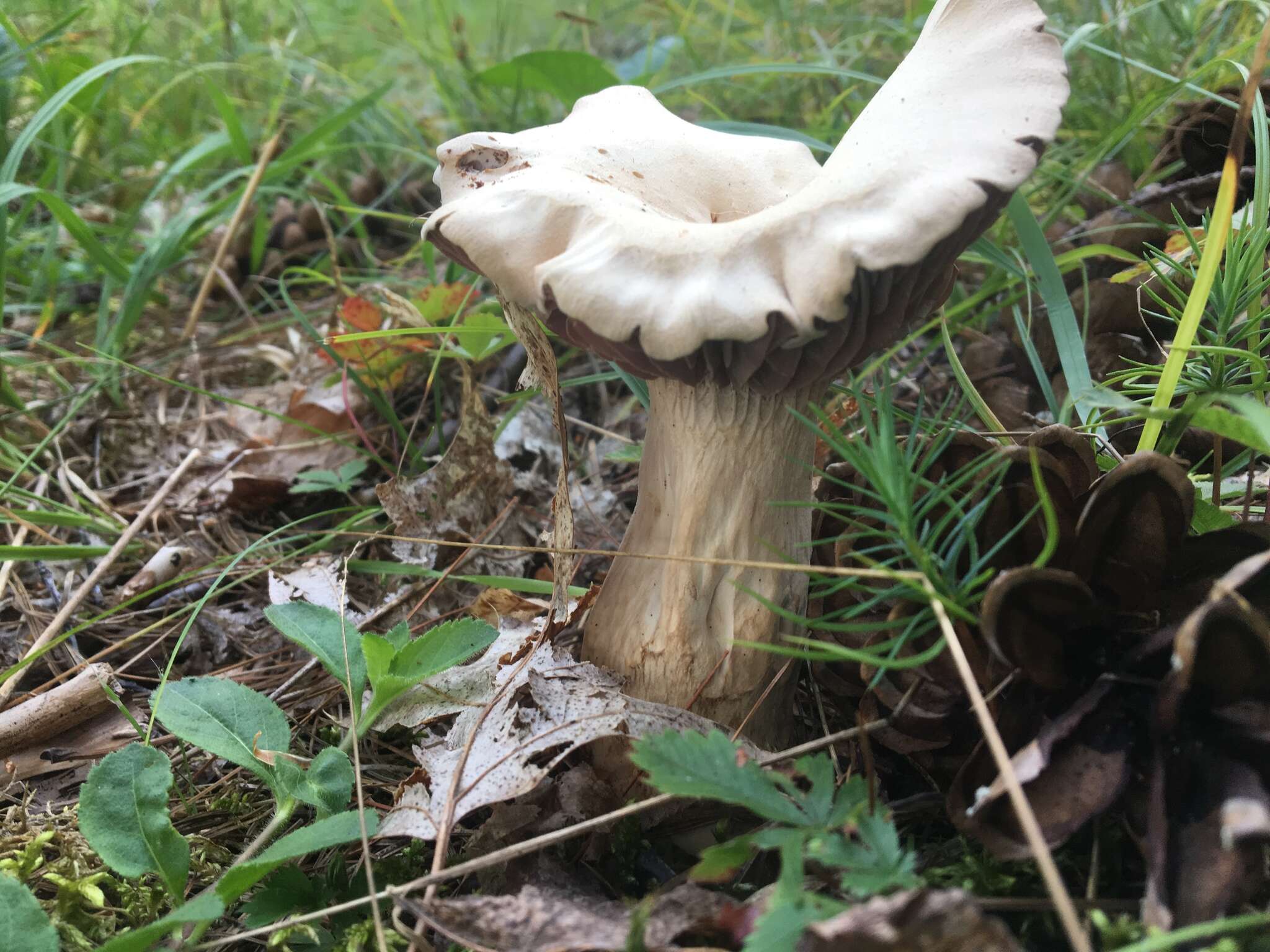 Image de Laccaria ochropurpurea (Berk.) Peck 1897