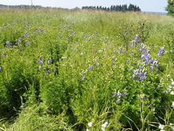 Слика од Aconitum napellus L.