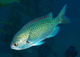 Image of Blacksmith Chromis