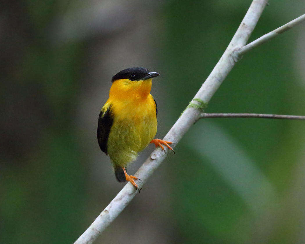 Image of Orange-collared Manakin