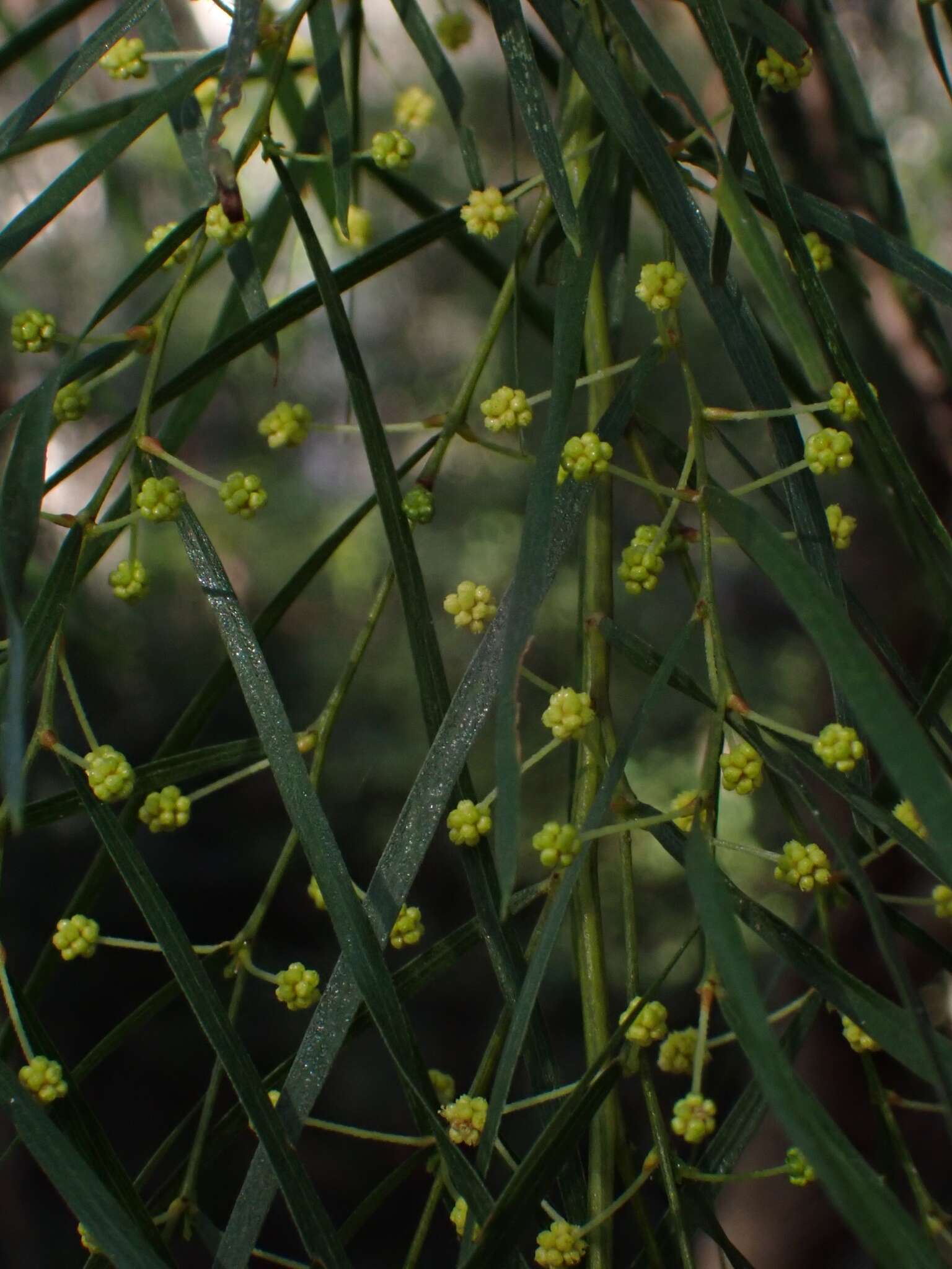 Image of bower wattle