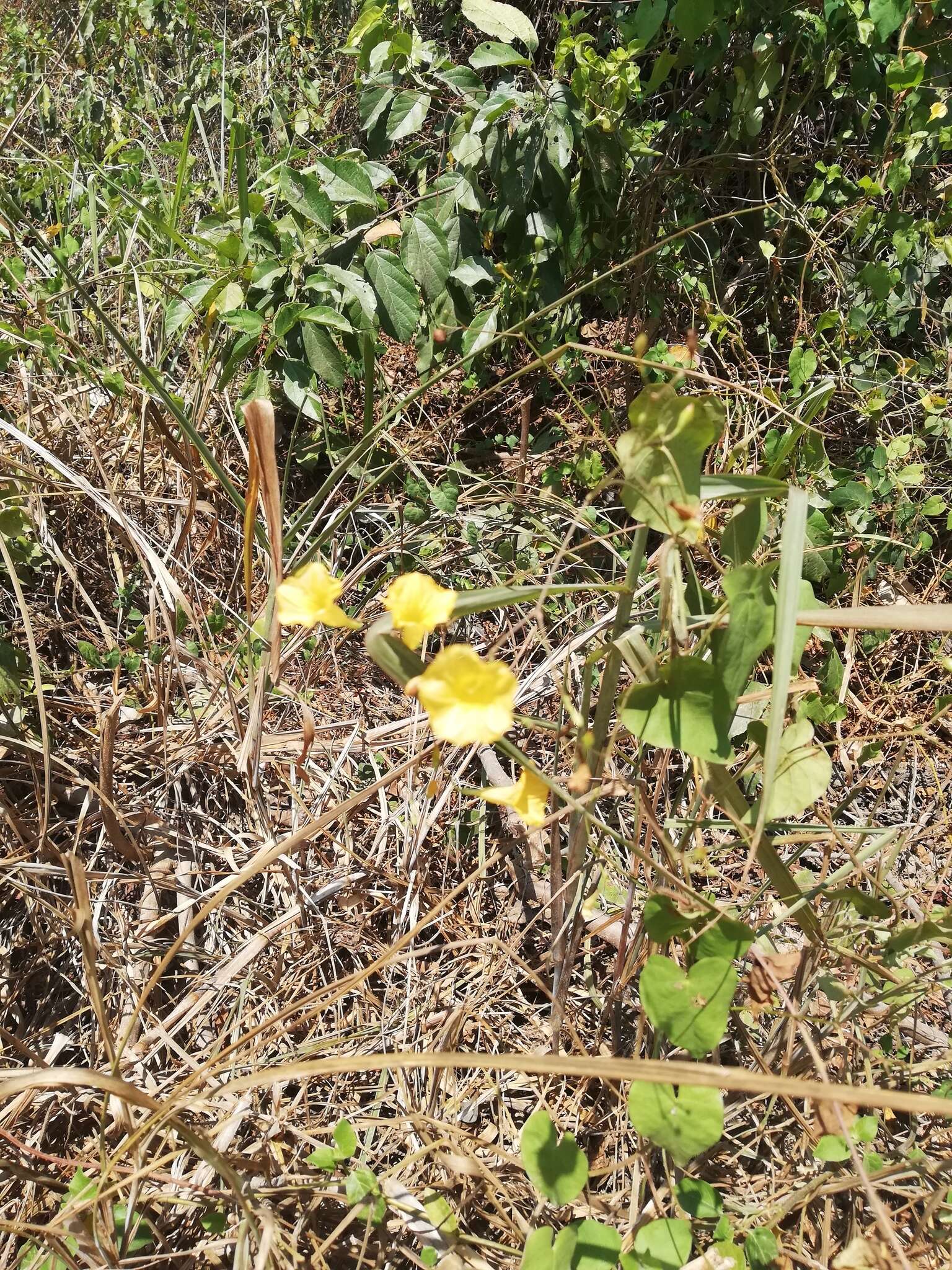 Imagem de Ipomoea microsepala Benth.