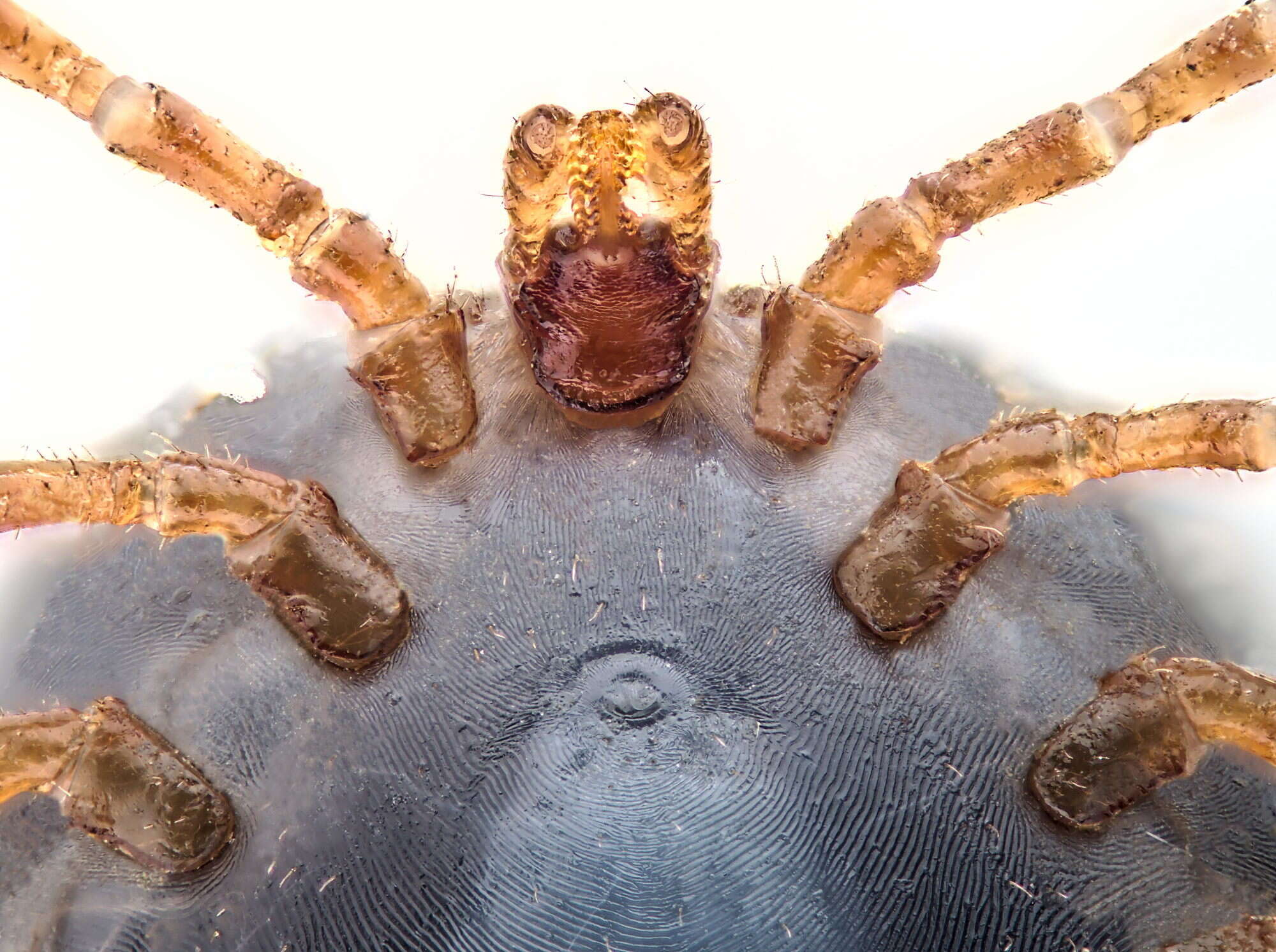 Ixodes canisuga Johnston 1849的圖片