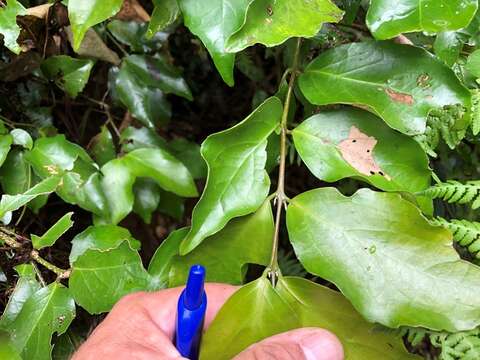 Image of Daphnandra tenuipes Perkins